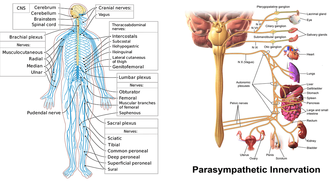 kraniosakralny system